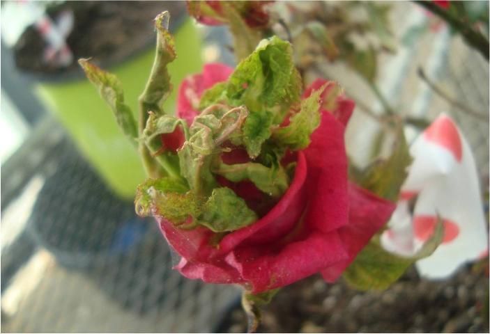 Those red stems on a rose bush indicate a plant sickened by rose rosette  virus – Baltimore Sun