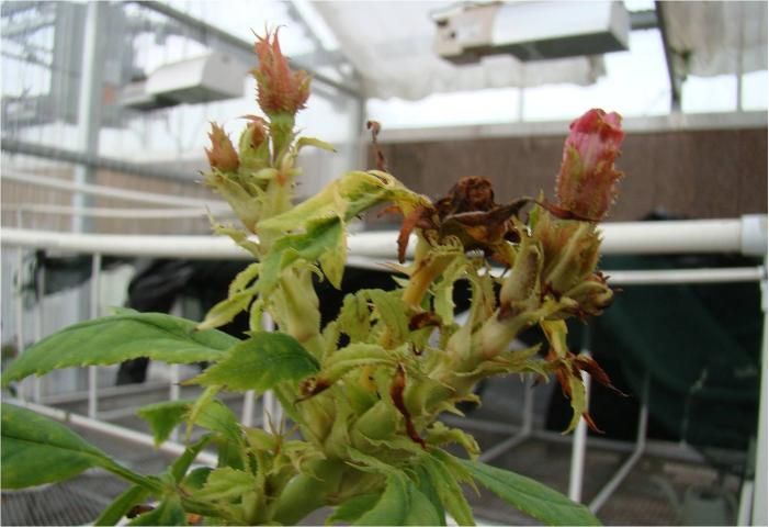 Figure 6. Deformed flower buds with multiple flowers in a single bud