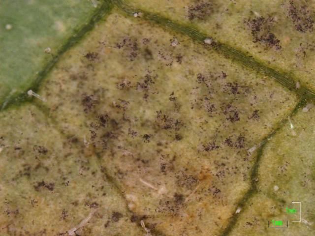 Figure 1. Sporangia present on the underside of a cucumber leaf.