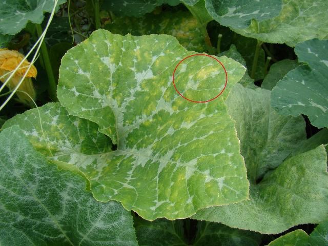 Figure 2. Early symptoms on squash characterized by chlorotic angular lesions—circled in red.