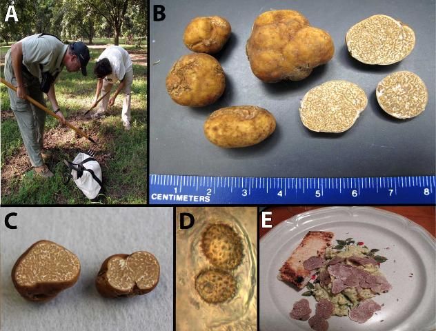 Figure 1. A: Truffle hunters raking the ground in a pecan orchard in search of pecan truffles; B and C: Pecan truffles showing the distinct identifying features; D: the diagnostic, spiny-spores of the pecan truffle within an ascus; E: a prepared pasta dish with fresh slices of the pecan truffle.