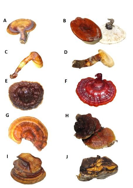 Figure 5. Representative fruiting bodies of Ganoderma species from the southeastern United States. Disclaimer: morphology of fruiting bodies can be highly variable within a species due to age, environment, and location. (A-J) These represent fruiting bodies of typical form from collections within the southeastern United States: A) G. curtisii, B) G. martinicense (top and bottom view), C) G. meredithiae, D) G. ravenelii, E) G. sessile, F) G. tsugae, G) G. tuberculosum, H) G. weberianum, I) G. zonatum, and J) Tomophagus colossus.