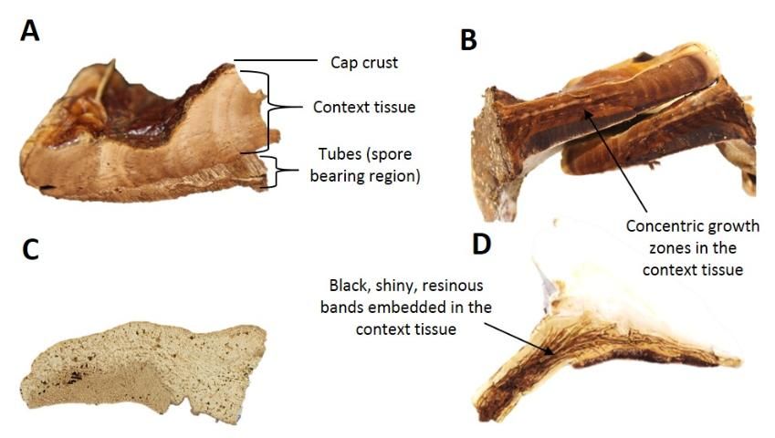 Figure 3. Range of context tissue characters of the laccate Ganoderma spp. A) Cream-colored context tissue with concentric growth zones typical of G. sessile, illustrating the location of specific basidiocarp tissues; B) Dark brown colored context tissue with concentric growth zones (arrow) of G. tuberculosum; C) All white, homogenous context tissue of G. tsugae; D) Cream-colored context tissue with black, shiny resinous bands (arrow) typical of G. curtisii.