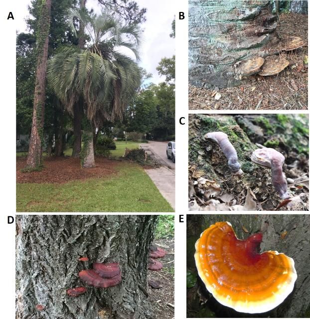 Figure 1. Common laccate Ganoderma species of the southeastern United States. A) Canopy collapse symptom of Butia odorata (Jelly palm) infected with Ganoderma zonatum; B) Ganoderma zonatum fruiting on a trunk of B. odorata; C) Ganoderma curtisii fruiting bodies on a root flare of a Quercus sp. (oak); D) Ganoderma sessile fruiting bodies on a trunk of a Salix sp. (willow); E) Ganoderma tsugae fruiting on Tsuga canadensis (hemlock) trunk.