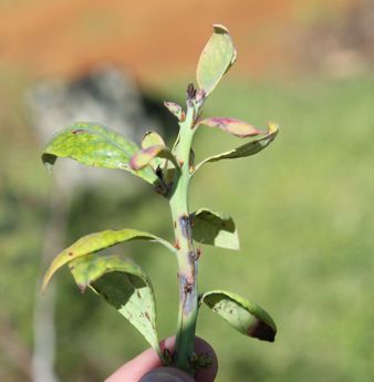 Figure 3. Anthracnose stem lesions on new green growth. Typically followed by stem dieback.