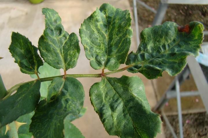 Figure 5. Yellow vein banding and distortion caused by rose mosaic virus disease.
