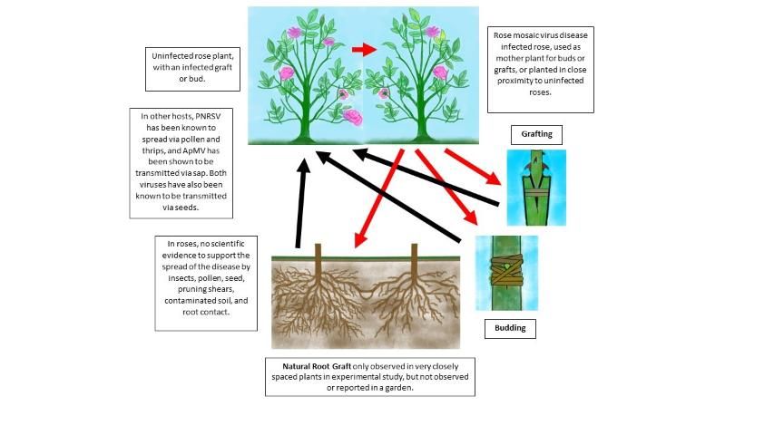 Figure 13. Mode of transmission of rose mosaic virus disease from infected to healthy plants.
