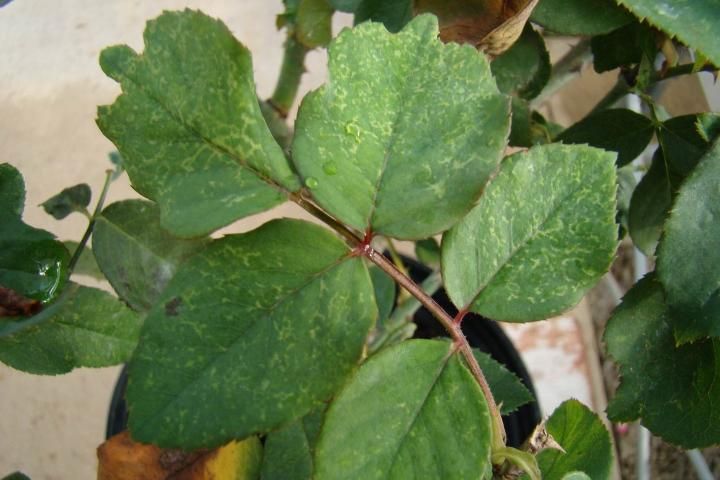 Figure 2. Chlorotic line patterns with distorted leaves caused by rose mosaic virus disease.