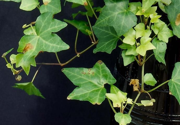 Figure 7. Colletotrichum leaf spot of English ivy.
