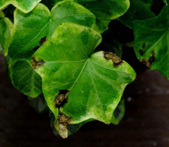 Figure 2. Bacterial leaf spot of English ivy. Note the water soaked oily circles surrounding the lesions.
