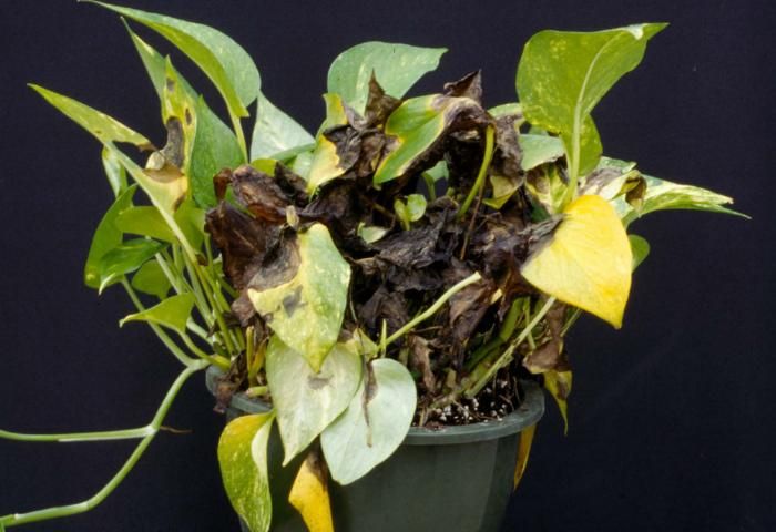 Figure 2. Phytophthora root rot of pothos. Note the dark brown leaves.