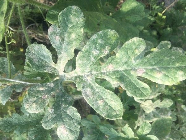 Figure 2. Foliar symptoms and signs of powdery mildew on the surface of watermelon leaf.