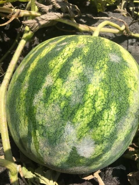 Figure 3. Signs of powdery mildew on the watermelon rind surface.