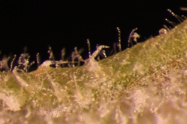 Figure 1. Chains of conidia of powdery mildew fungus (Podosphaera xanthii) on watermelon leaf surface.