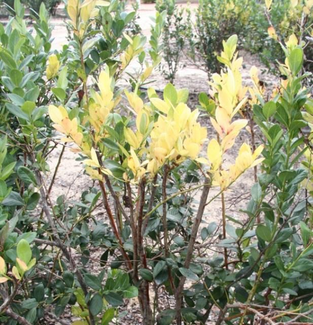Figure 1. Plant with chlorotic leaves and stunting due to algal stem blotch infection.