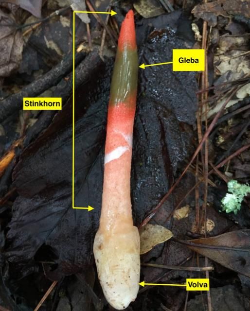 Figure 1. Mature stinkhorn Mutinus elegans (the Elegant Stinkhorn) in Cumming, Georgia.