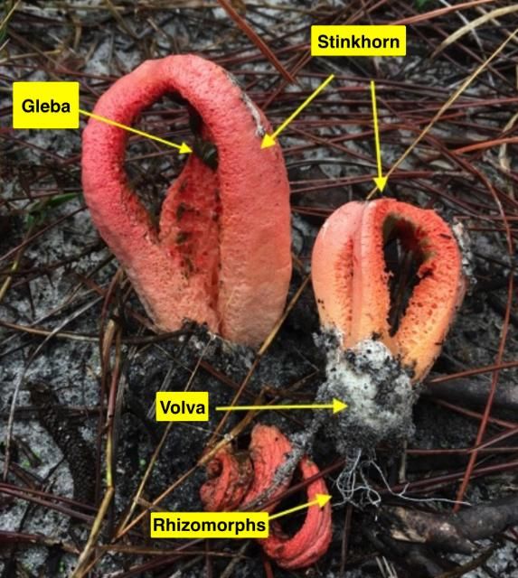 Figure 3. Clathrus columnatus (the Columned Stinkhorn) stinkhorns emerge from the leaf litter in a pine forest near Apalachicola, Florida.