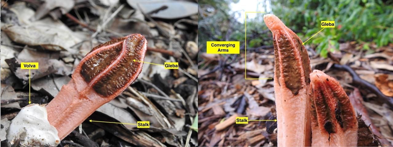 Figure 4. Lysurus mokusin (Lantern Stinkhorn) emerging from leaf litter. Left photo shows white volva; right photo shows pointed lantern shape of converging arms at the tip of the mushroom. This photo shows a specimen from Australia but the species has been introduced to the United States.