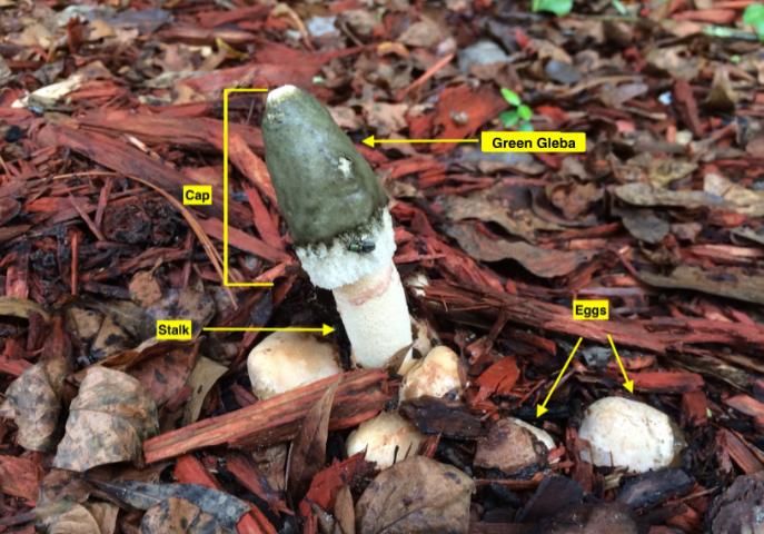 Figure 2. Mature stinkhorns and eggs of Phallus ravenelli (Ravenel's Stinkhorn) as they emerge from mulch in Gainesville, Florida. Note the blow fly (a Chrysomya sp.) that is apparently consuming the green gleba.