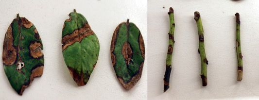 Figure 1. Phomopsis leaf and stem symptoms.