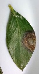 Figure 5. Anthracnose leaf spot lesion.