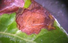 Figure 10. Phyllosticta leaf spot symptoms.