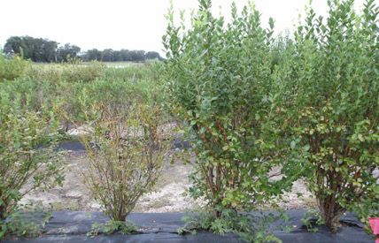 Figure 19. Bacterial leaf scorch on 'Meadowlark' blueberry (left) showing leaf symptoms, decline, and yellowing of stems.