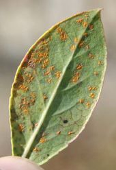 Figure 4. Rust reproductive spores on the leaf underside.