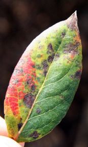 Figure 3. Rust lesions on the upper leaf surface.
