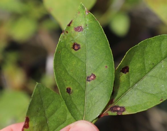 Small necrotic lesions with a light center and a dark border on green leaves.
