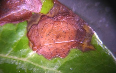 A large necrotic lesion on a green leaf; the lesion has a slightly lighter center and thin, darker border.