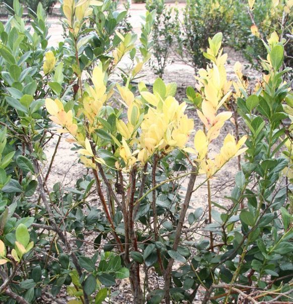 Several stems of leaves bleached pale white at the top of blueberry canes.