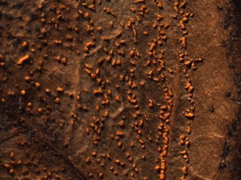 Close-up of brown leaf with many tiny orangey dimpled spots.