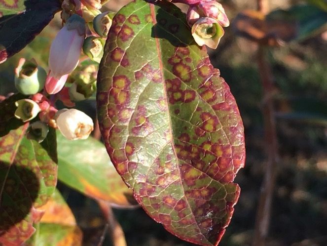 Several viral lesions on a green blueberry leaf with light green centers and dark red borders.