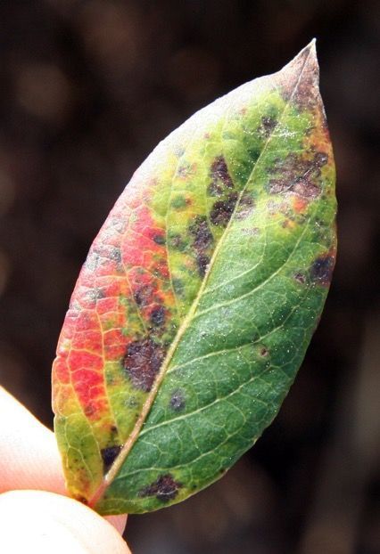 Close-up of a leaf that is mostly healthy green with yellow, red, and necrotic splotches.