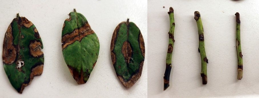 Three green leaves (left) and three green cut stems (right) that have wilted/dead brown spots with nonuniform shape, light-colored centers, and thin dark borders.