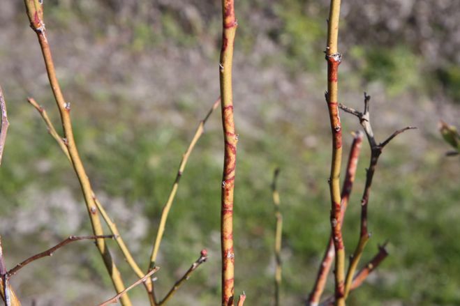 Red lesions encircling green blueberry stems.