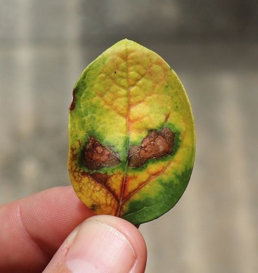 Two medium-sized necrotic lesions on a yellow blueberry leaf. The lesions have lighter centers and dark borders.