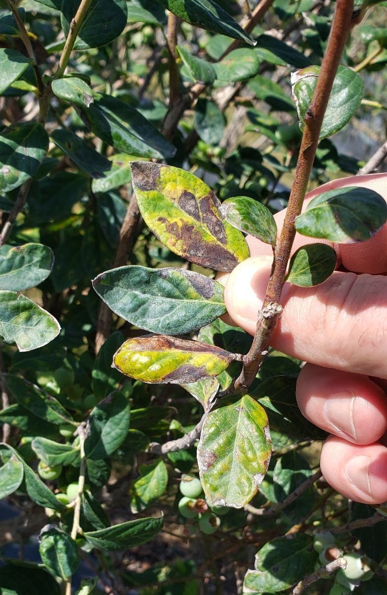 Several large dark, angular necrotic lesions on a yellow and green leaf, which is on a stem with other leaves.