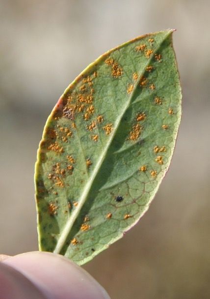 Close-up of the underside of a leaf that has tiny clusters of yellow spots.