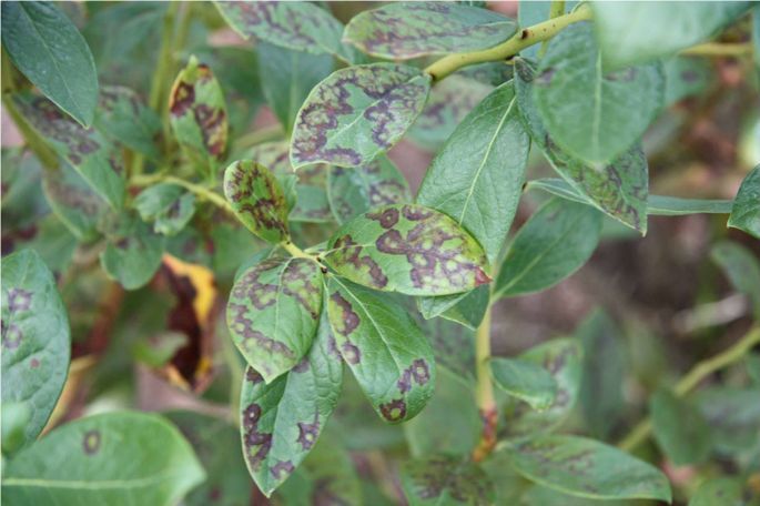 Several necrotic viral lesions on green leaves, with light green centers and dark brown borders.