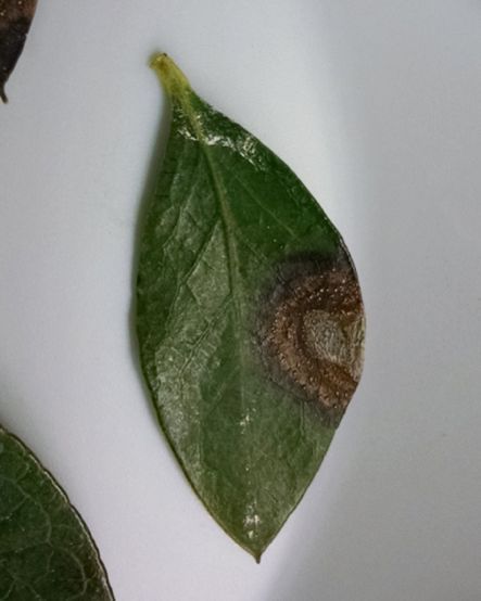 Close-up of mostly green leaf with medium-sized brown spot.