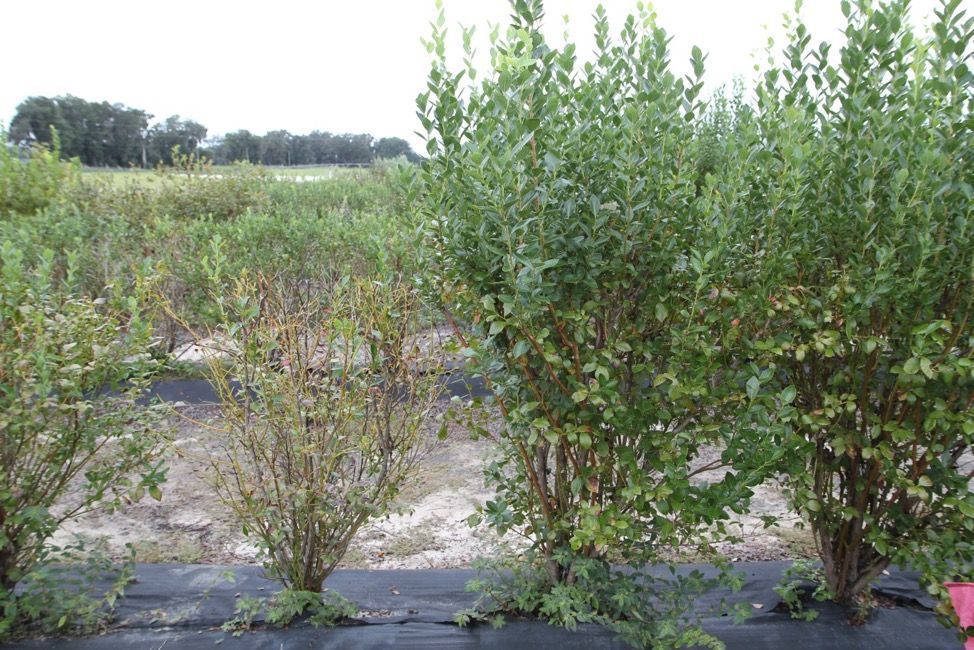 Four blueberry bushes: the first two have significantly stunted growth and yellowing stems, while the last two are of normal size and coloring.