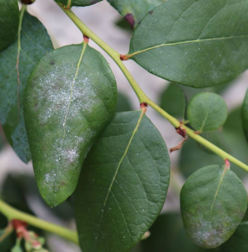 Light white, powdery fungal growth on a green leaf, attached to a stem with other green leaves.