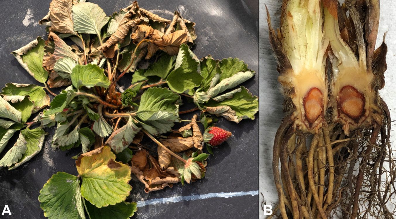 Figure 1. Strawberry plants wilting and collapsing due to Phytophthora crown rot.