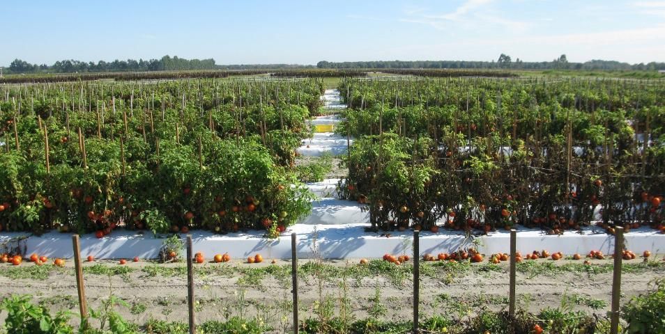 Figure 9. The benefit of preventative fungicides for the management of target spot on tomato, as shown in comparing the amount of defoliation and dropped fruit of plants treated with effective fungicides (left) versus the untreated control plants (right).