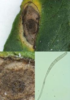 Figure 5. Typical foliar lesion of target spot on tomato caused by Corynespora cassiicola, with a close-up view of lesion showing sporulation (similar to view using a hand lens), and a view of spore (conidium) and spore-bearing structure (conidiophore) observed under a light microscope.