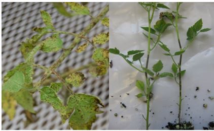Figure 3. Tomato leaflets (left) and leaf petioles and stems (right) exhibiting symptoms of target spot caused by Corynespora cassiicola.