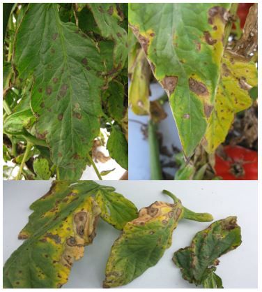 Figure 1. Tomato leaves exhibiting symptoms of target spot caused by Corynespora cassiicola. Note the variability in foliar symptoms attributed to differences in tomato variety, leaf age, and C. cassiicola isolate.