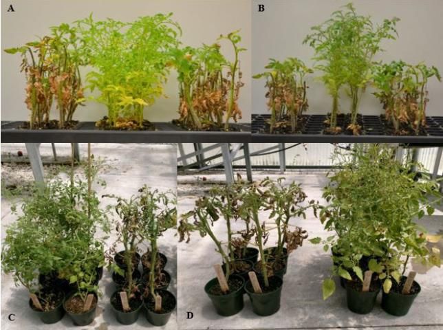 Figure 8. Responses of several wild tomato accessions relative to commercial controls upon inoculation with target spot. Sanibel (left) and Florida 47 are the susceptible controls in (A) and (B); Fla. 8059 in (C); and Tribeca in (D). Resistant accessions were identified in the wild tomato relatives, Solanum cheesmaniae (A and C) and Solanum pimpennellifolium (B and D).